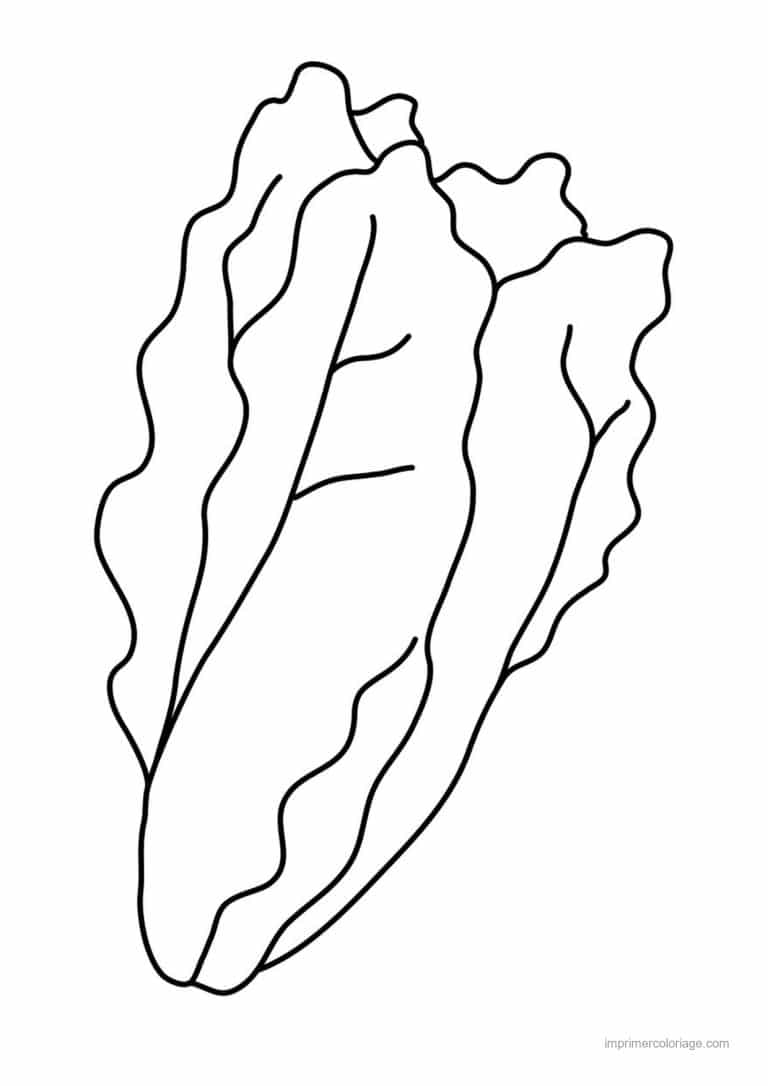coloriage salade laitue laitue romaine 2 - dessin gratuit &agrave; imprimer