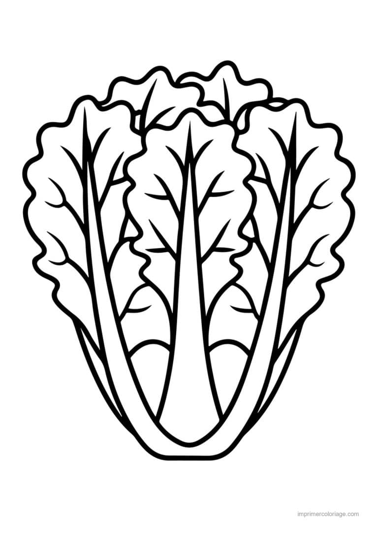 coloriage salade laitue laitue romaine - dessin gratuit &agrave; imprimer