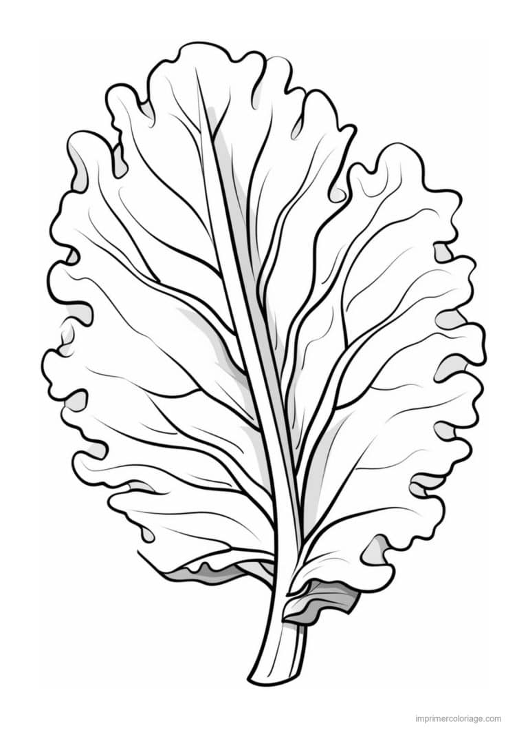coloriage salade laitue large feuille de laitue - dessin gratuit &agrave; imprimer