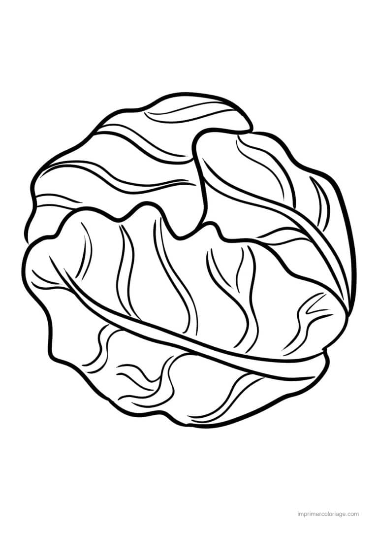 coloriage salade laitue salade au trait epais - dessin gratuit &agrave; imprimer