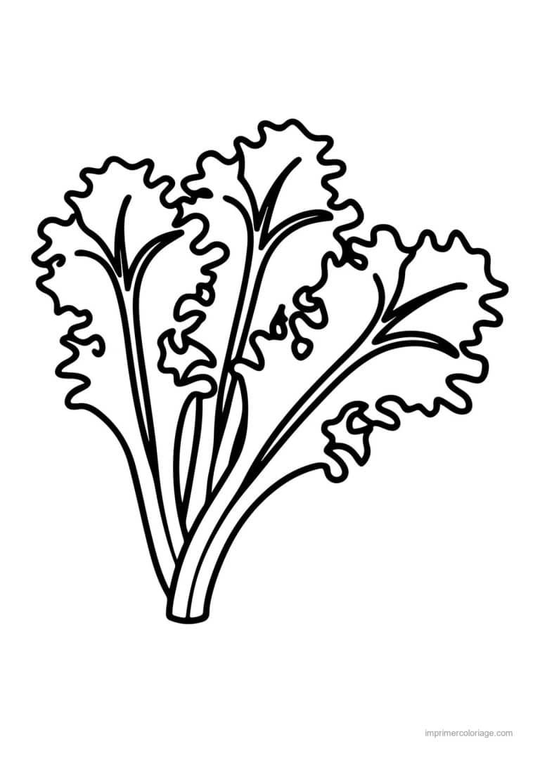 coloriage salade laitue salade frisee - dessin gratuit &agrave; imprimer