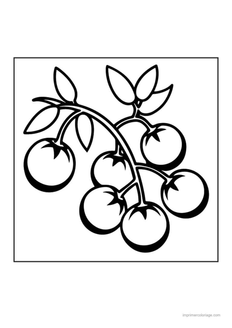 coloriage tomate grappe de tomates cerises - dessin gratuit &agrave; imprimer