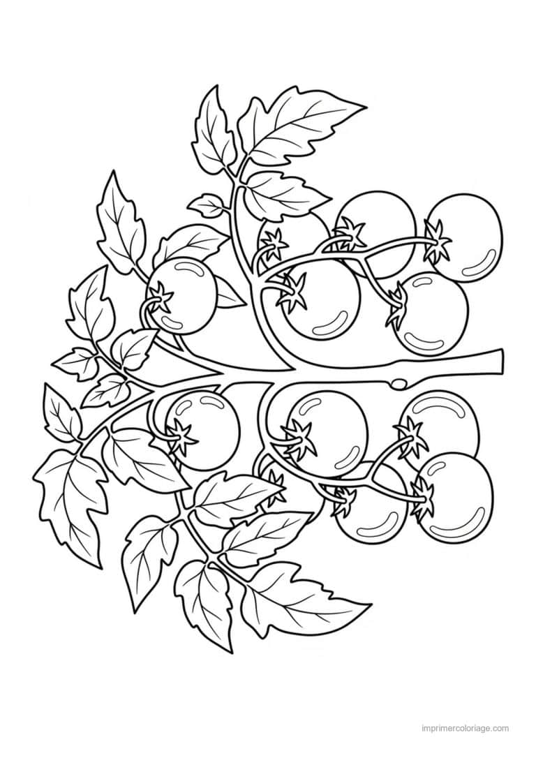 coloriage tomate tomates cerises sur la branche - dessin gratuit &agrave; imprimer