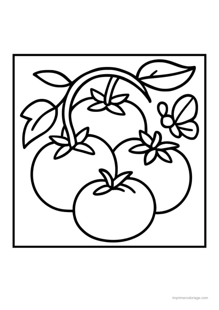 coloriage tomate tomates sur le plant - dessin gratuit &agrave; imprimer