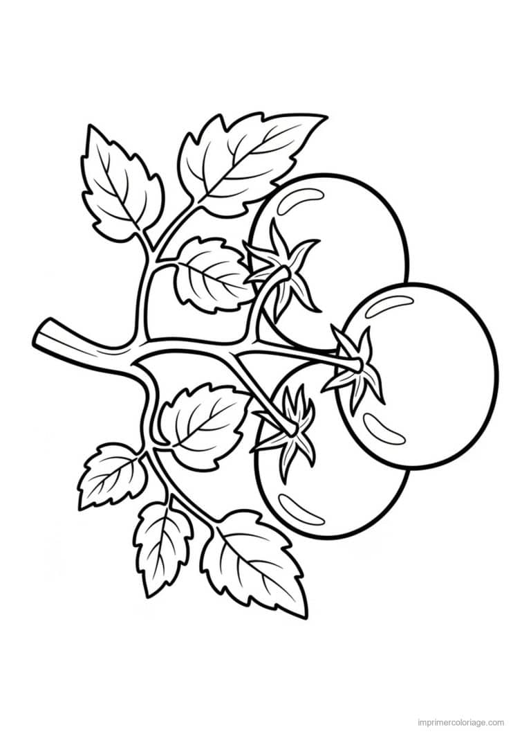 coloriage tomate tomates sur une branche - dessin gratuit &agrave; imprimer