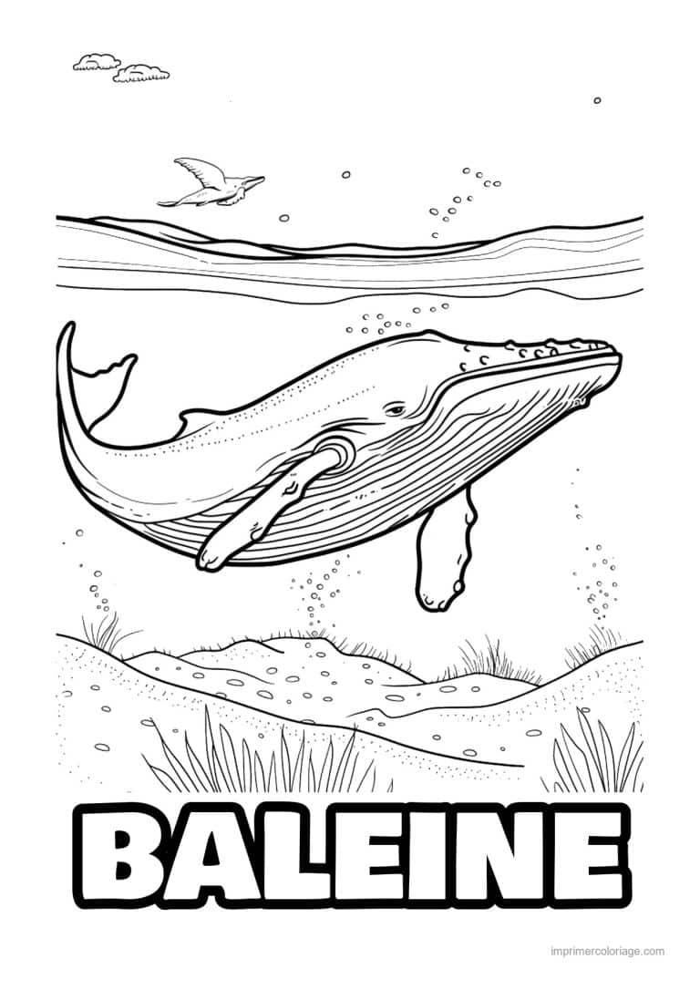 coloriage baleine a bosse sous la surface - dessin gratuit &agrave; imprimer
