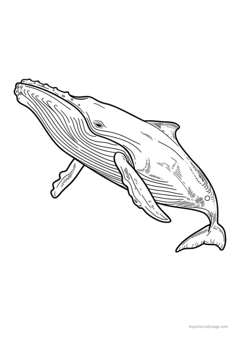 coloriage baleine a bosse style gravure - dessin gratuit &agrave; imprimer