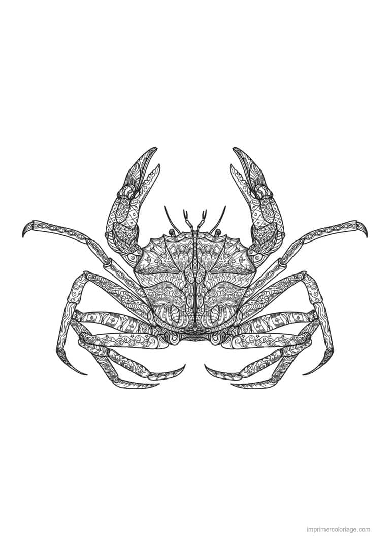 coloriage crabe pattes fines tres ornees - dessin gratuit &agrave; imprimer
