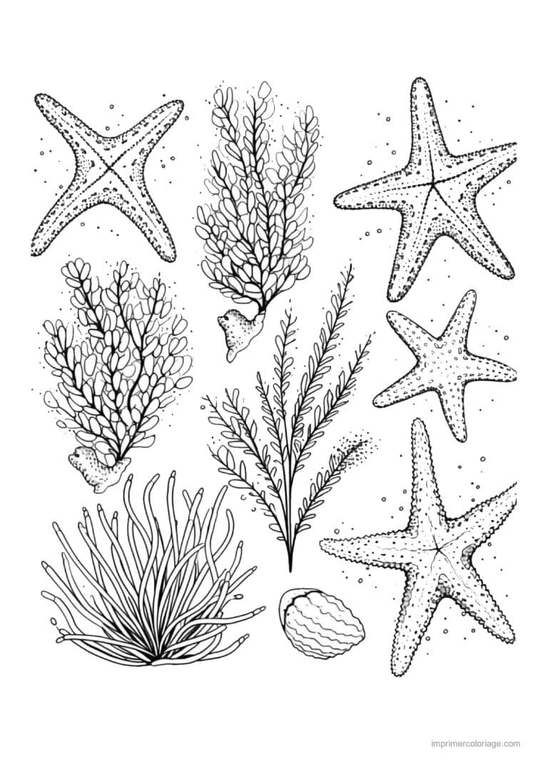 coloriage etoile de mer planche etoiles et algues - dessin gratuit &agrave; imprimer