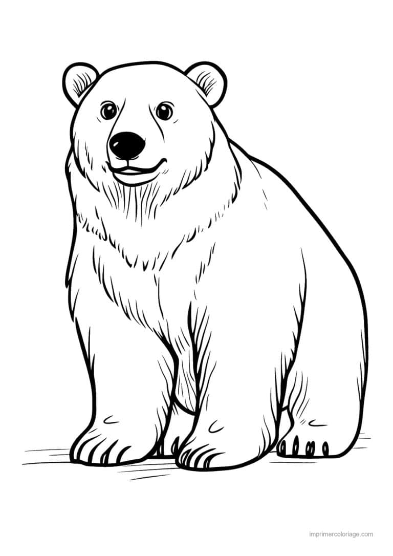coloriage ours polaire ours blanc gros traits - dessin gratuit &agrave; imprimer